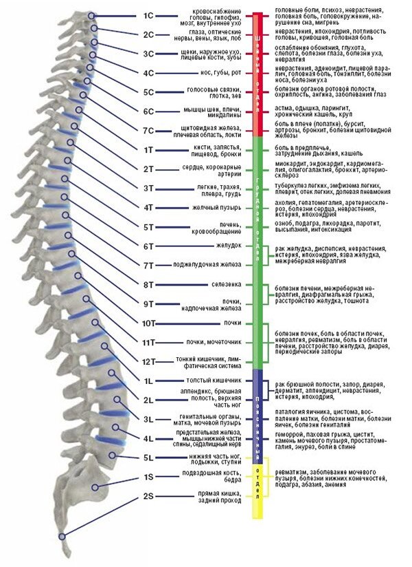 Лечение позвоночника